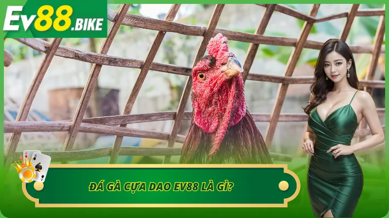 Tìm hiểu hình thức đá gà cựa dao mới nhất