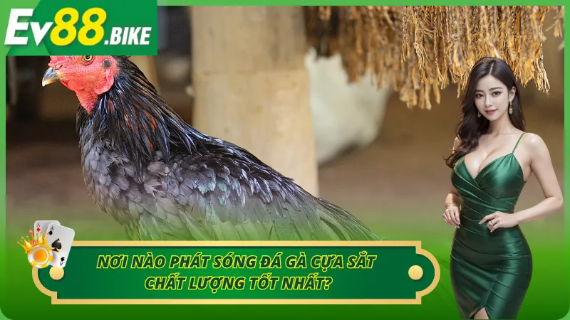 Những kênh phát sóng trực tiếp đá gà cựa sắt