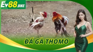 Đá Gà Thomo